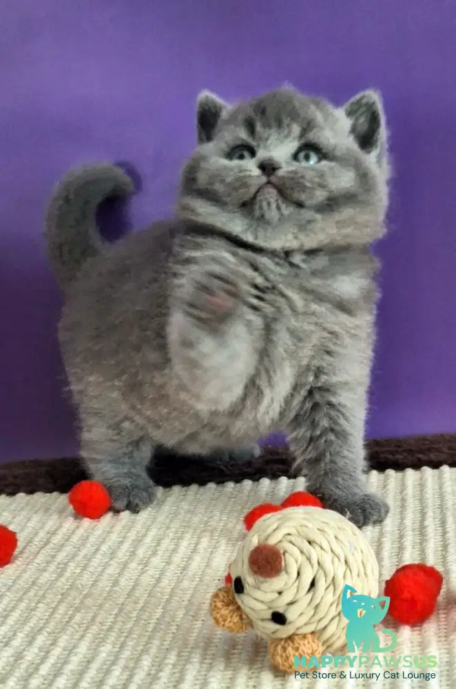 Jeremina British Shorthair female blue - live animals