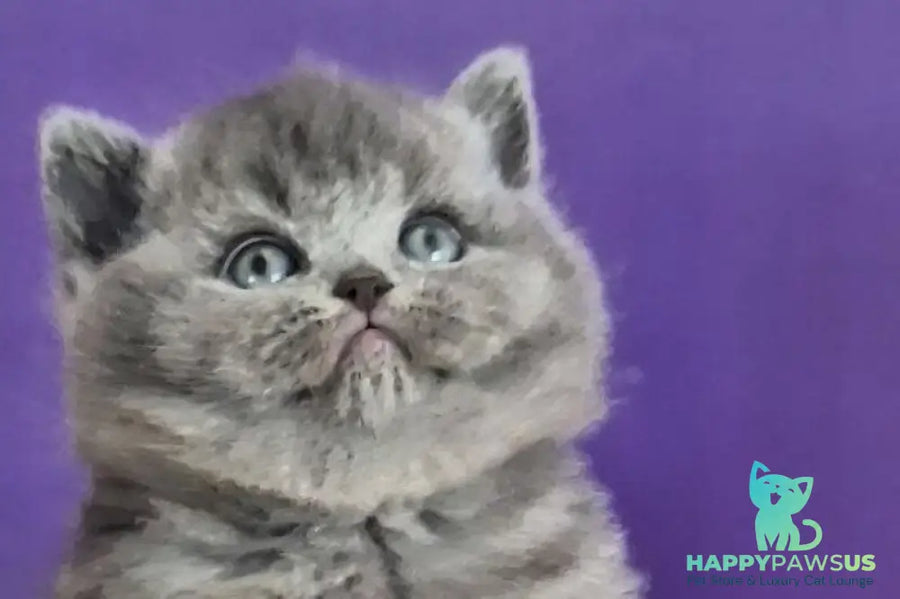 Jeremina British Shorthair female blue - live animals