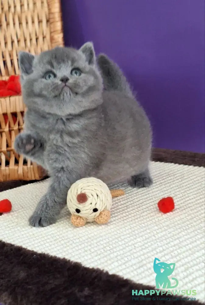 Jeremina British Shorthair female blue - live animals