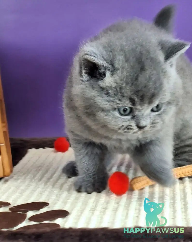 Jeremina British Shorthair female blue - live animals
