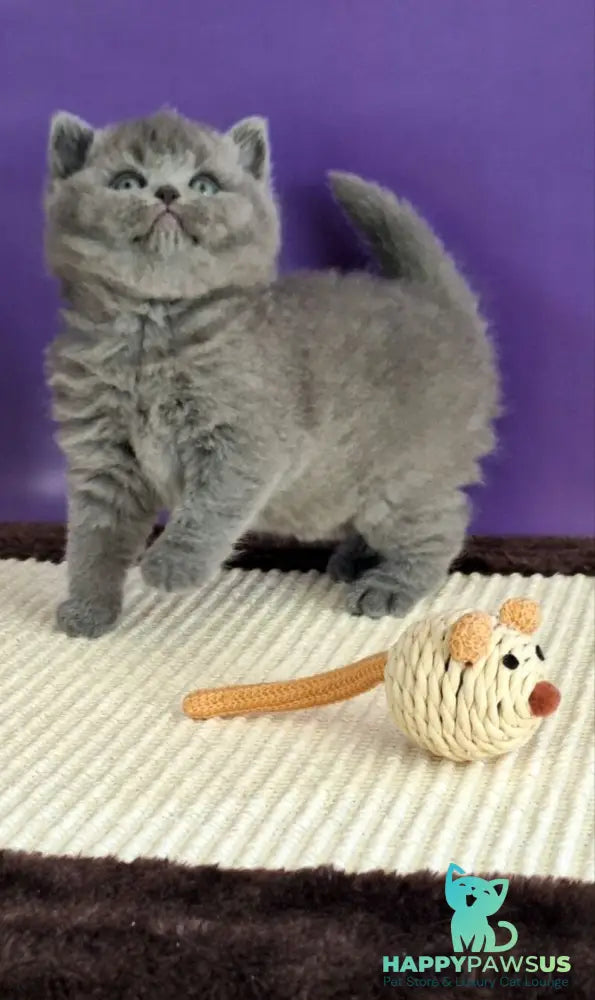 Jeremina British Shorthair female blue - live animals