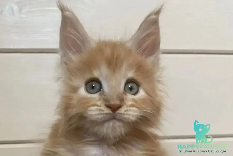 Jerri Maine Coon male red silver - live animals