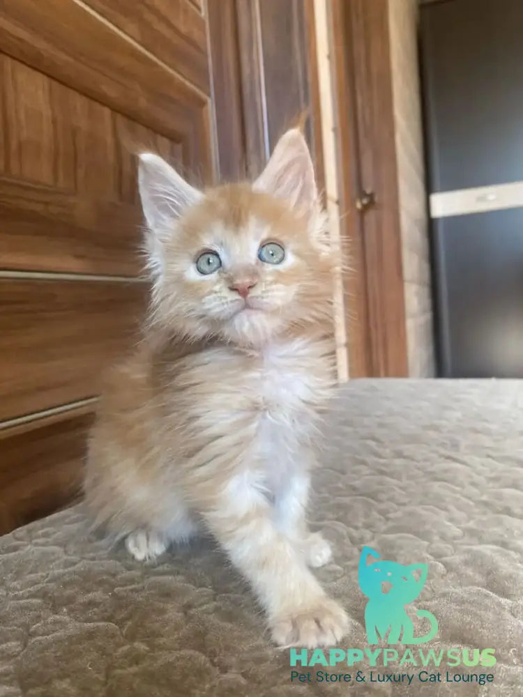 Jerri Maine Coon male red silver - live animals