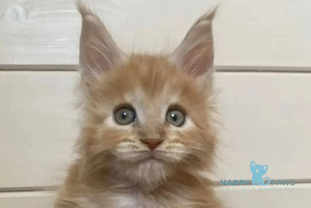 Jerri Maine Coon male red silver - live animals