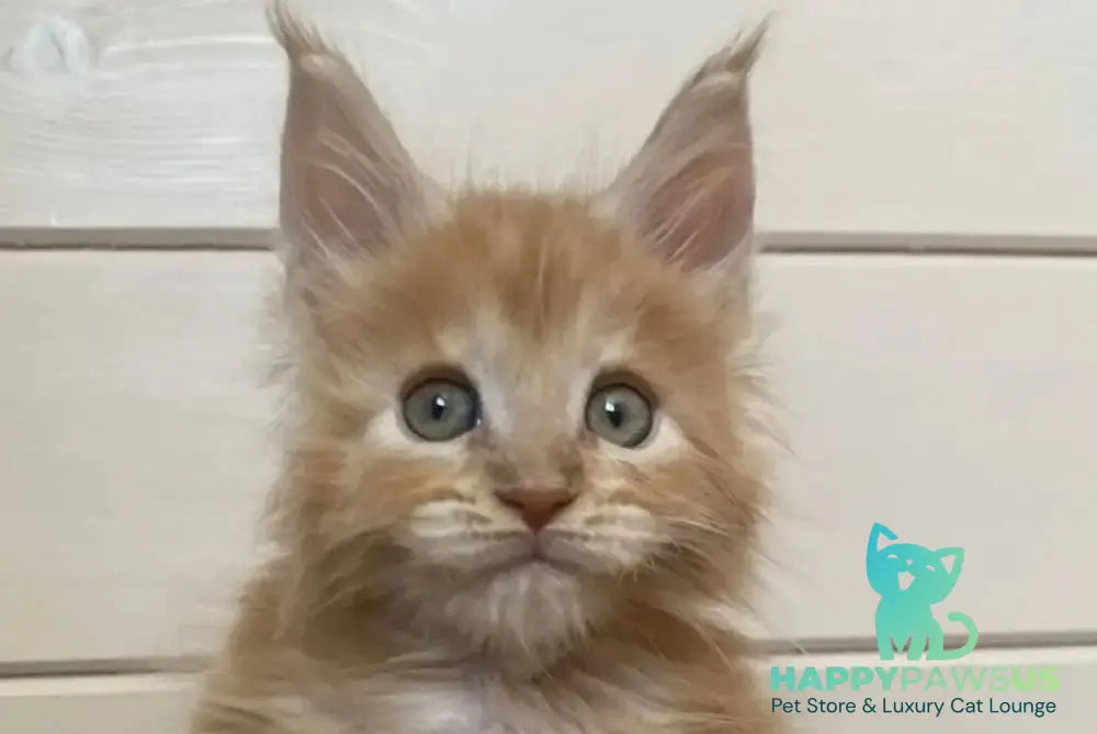 Jerri Maine Coon male red silver - live animals