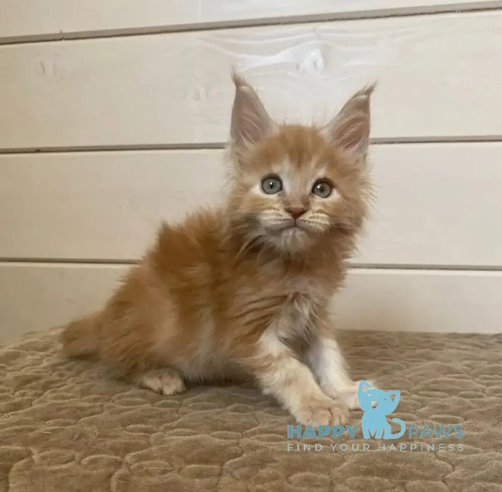 Jerri Maine Coon male red silver - live animals