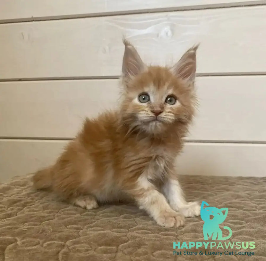 Jerri Maine Coon male red silver - live animals