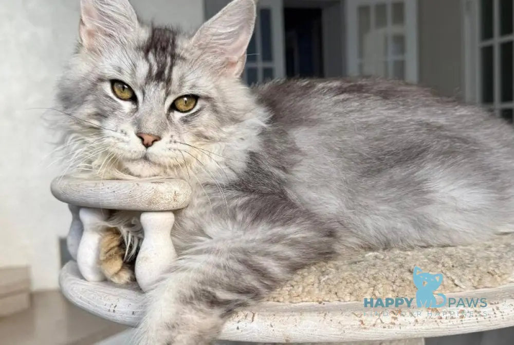 Jerry Maine Coon male black silver ticked tabby live animals