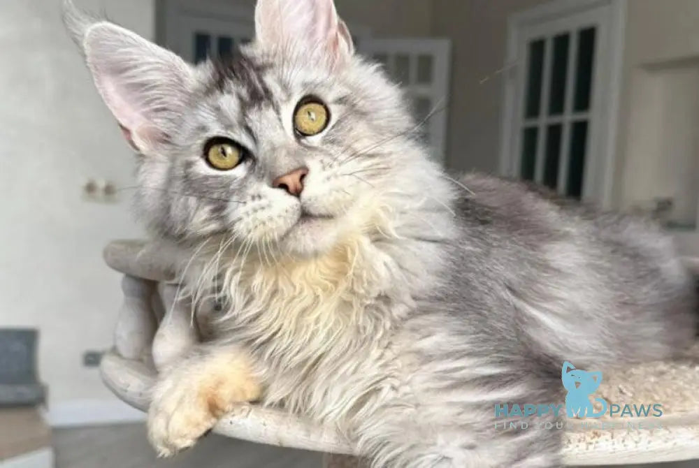 Jerry Maine Coon male black silver ticked tabby live animals