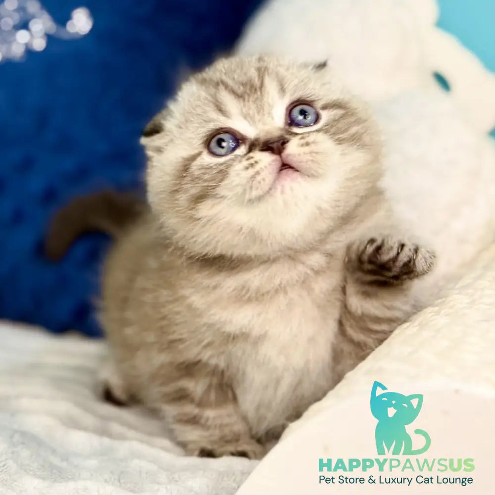 Jerry Scottish Fold male chocolate tabby pointed - live animals