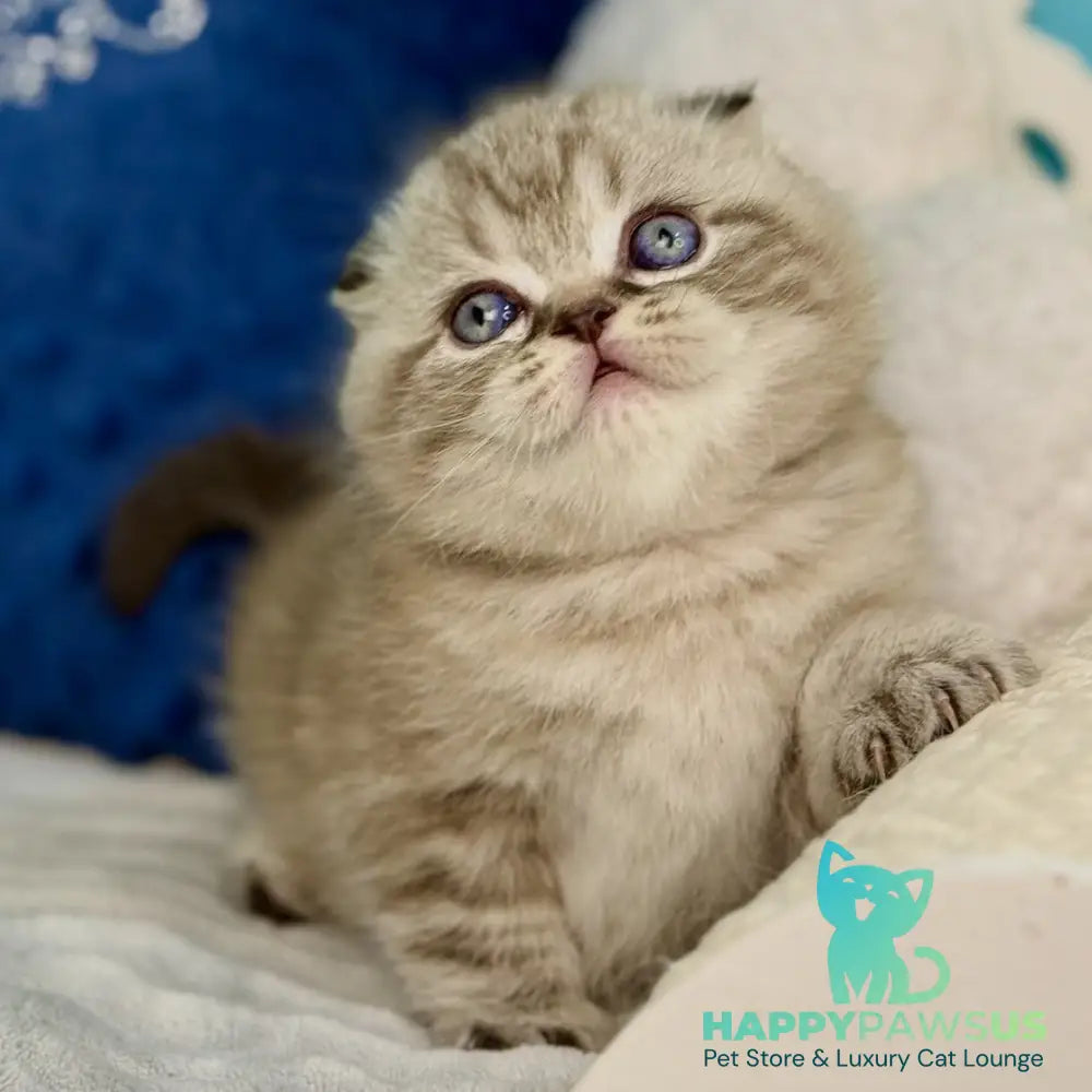 Jerry Scottish Fold male chocolate tabby pointed - live animals