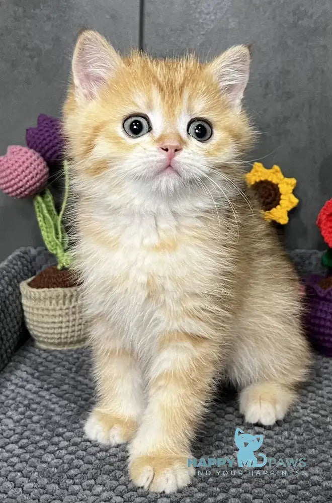 Jerry Scottish Straight male black golden spotted tabby live animals