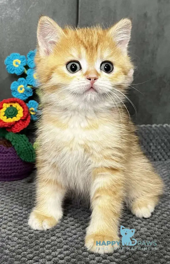 Jerry Scottish Straight male black golden spotted tabby live animals