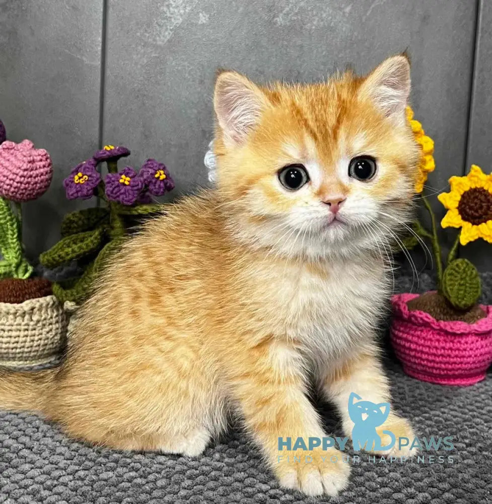 Jerry Scottish Straight male black golden spotted tabby live animals
