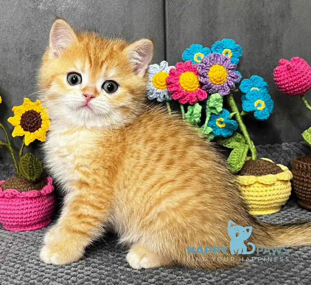 Jerry Scottish Straight male black golden spotted tabby live animals
