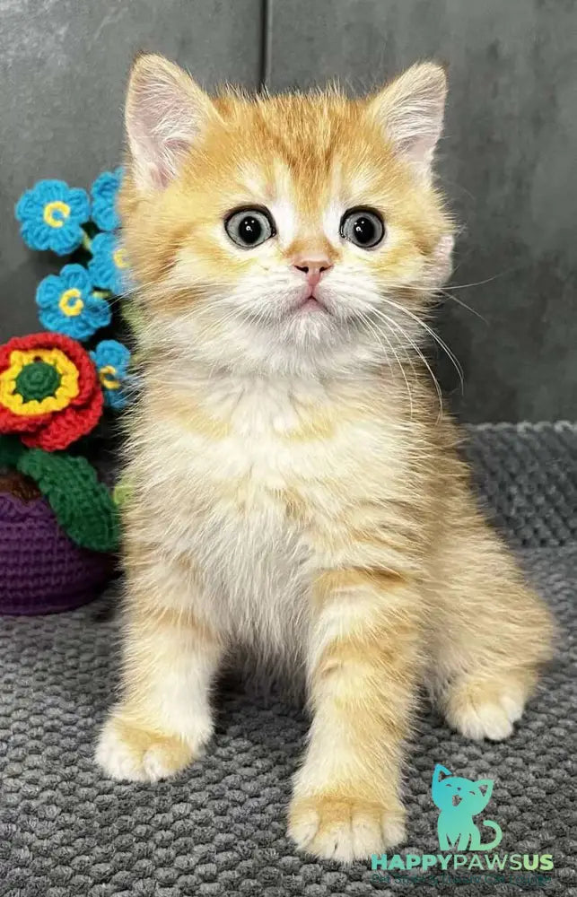 Jerry Scottish Straight male black golden spotted tabby live animals