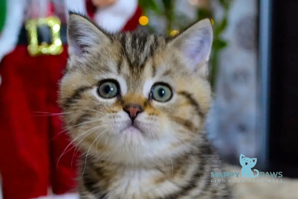 Jerry Scottish Straight male black tabby live animals