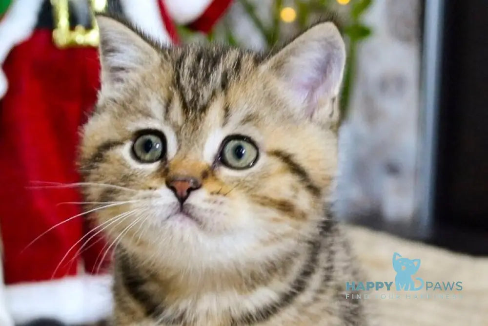 Jerry Scottish Straight male black tabby live animals