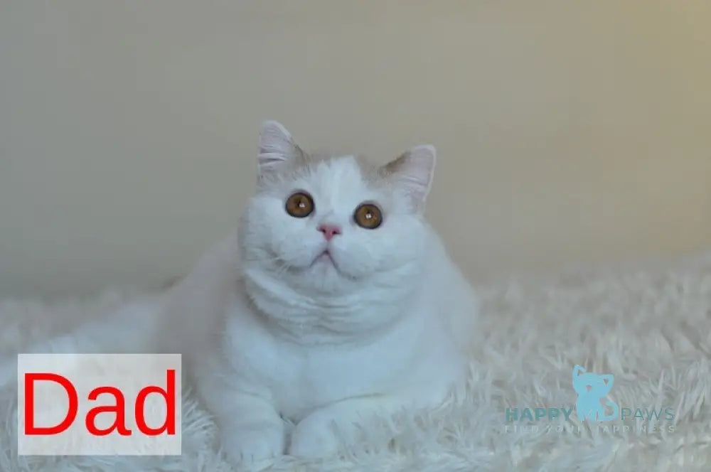 Jersey Scottish Straight female black tortie tabby bicolour live animals