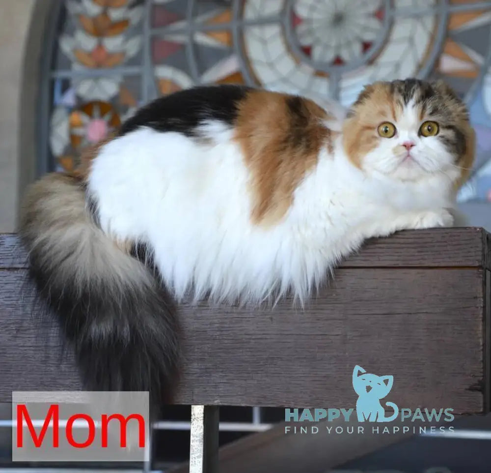 Jersey Scottish Straight female black tortie tabby bicolour live animals