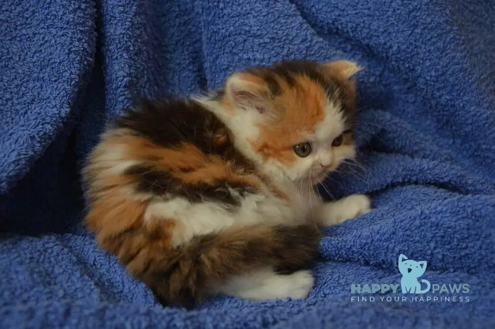 Jersey Scottish Straight female black tortie tabby bicolour live animals