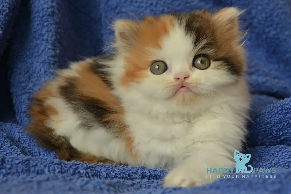 Jersey Scottish Straight female black tortie tabby bicolour live animals