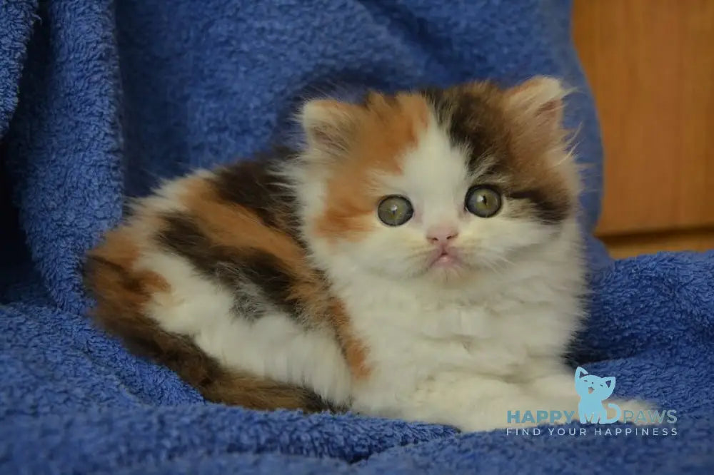 Jersey Scottish Straight female black tortie tabby bicolour live animals