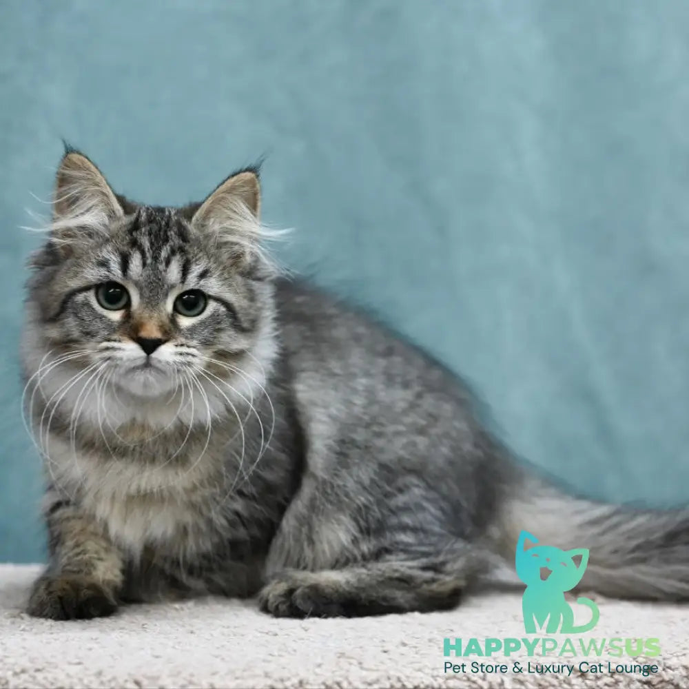 Jersi Siberian female black spotted tabby - live animals