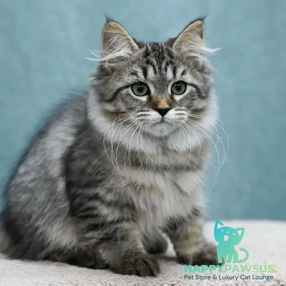 Jersi Siberian female black spotted tabby - live animals