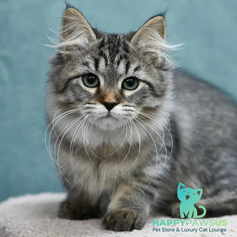 Jersi Siberian female black spotted tabby - live animals