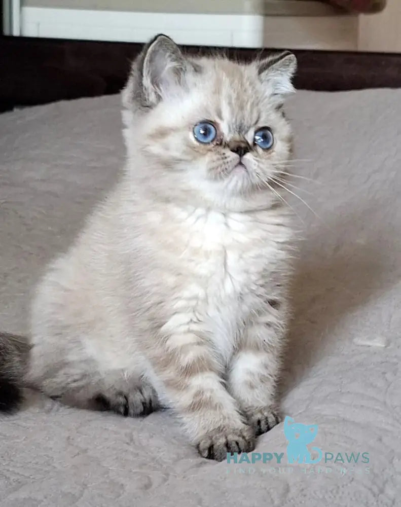 Jery Exotic female black tabby pointed - live animals