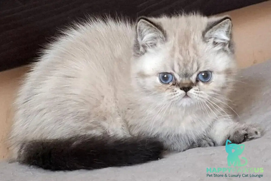 Jery Exotic female black tabby pointed - live animals