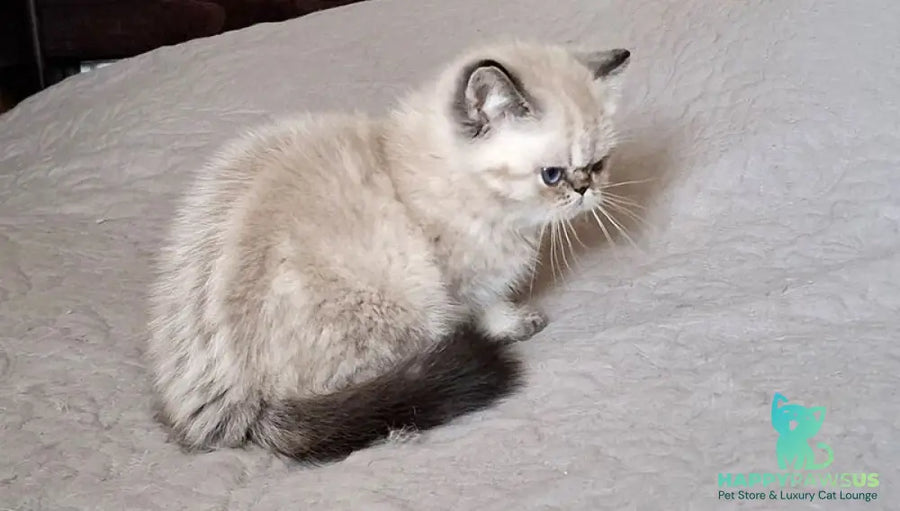 Jery Exotic female black tabby pointed - live animals