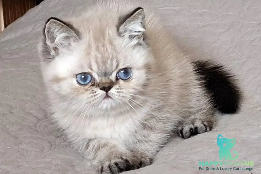 Jery Exotic female black tabby pointed - live animals