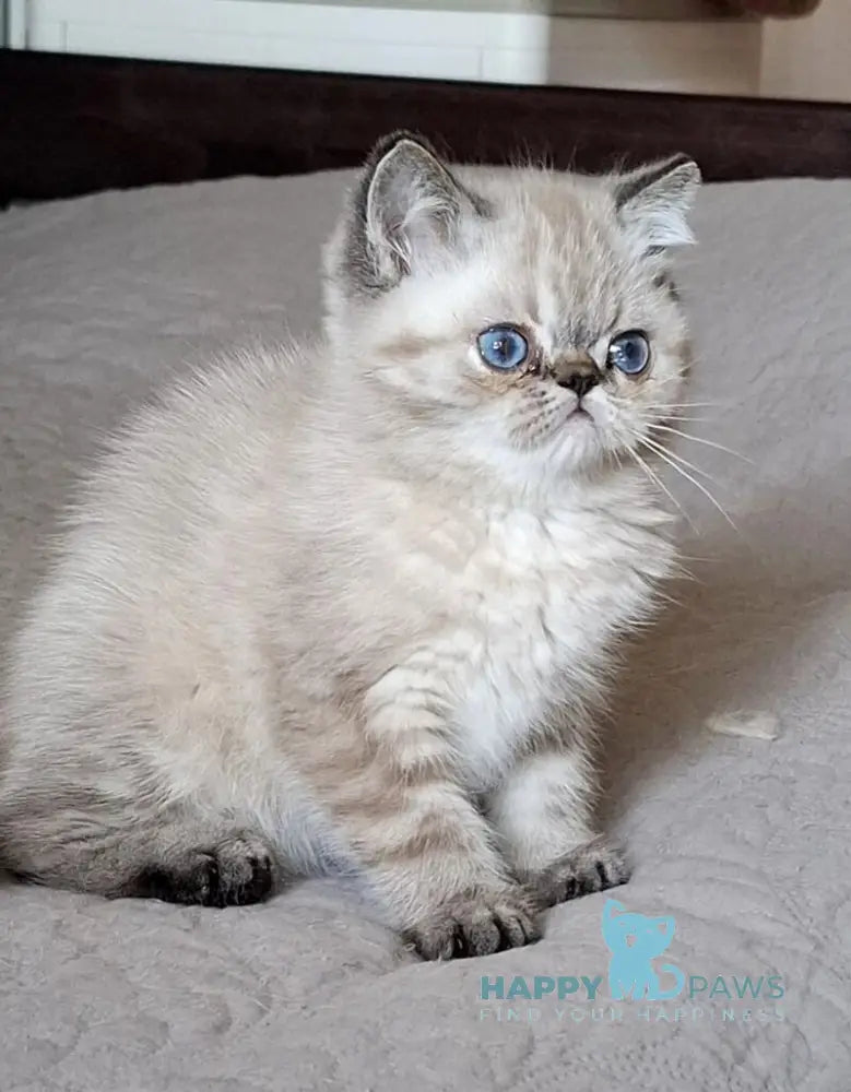 Jery Exotic female black tabby pointed - live animals