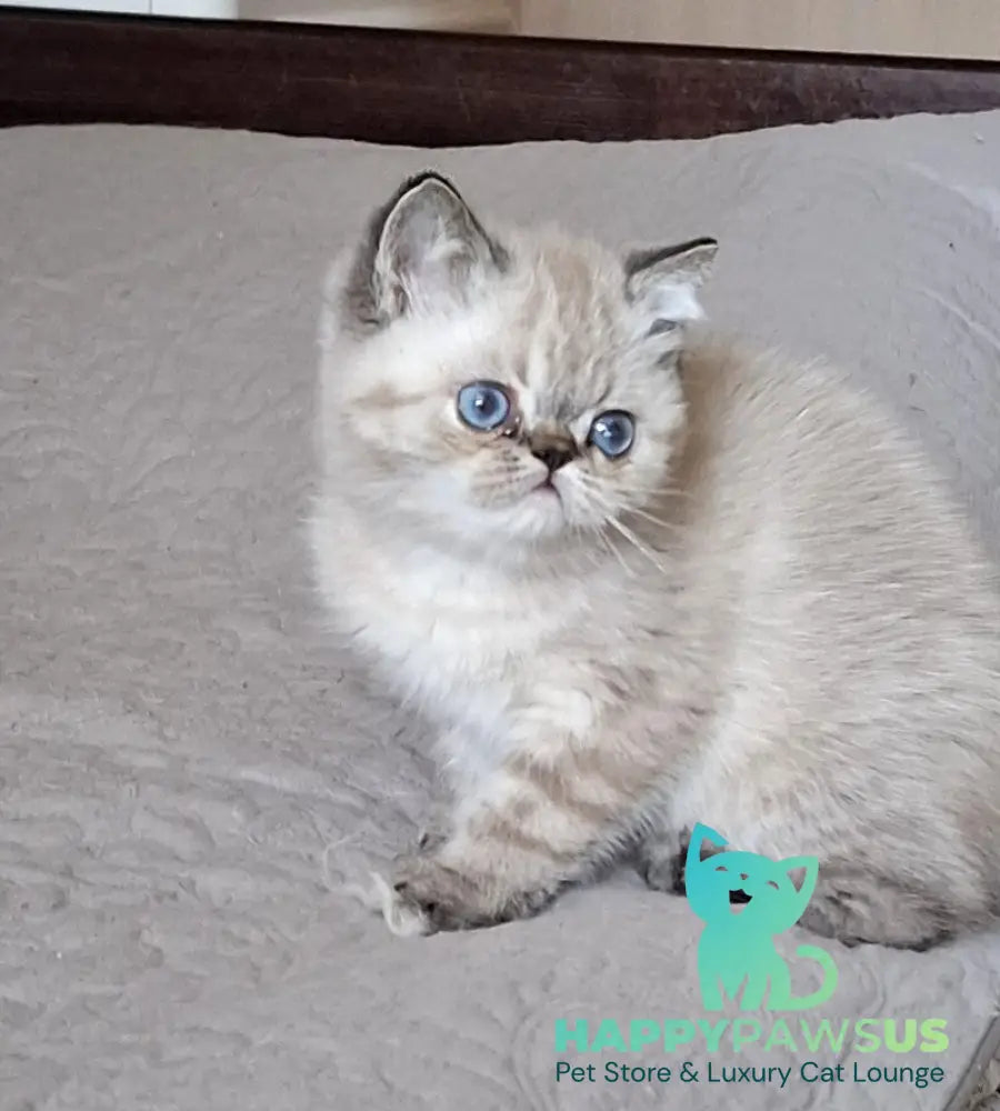 Jery Exotic female black tabby pointed - live animals