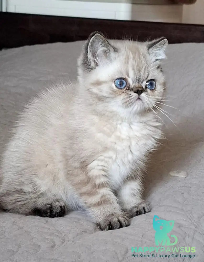 Jery Exotic female black tabby pointed - live animals