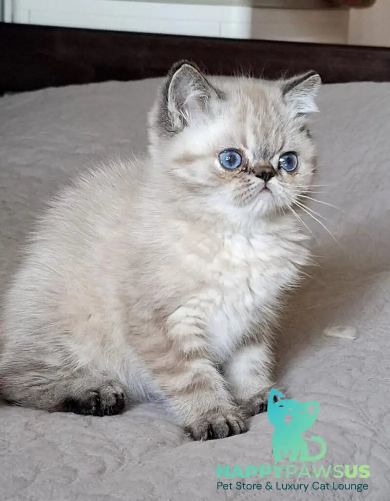 Jery Exotic female black tabby pointed - live animals