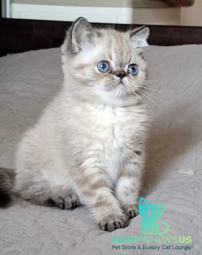 Jery Exotic female black tabby pointed - live animals