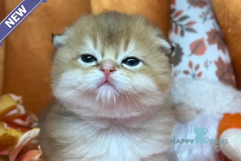 Jery Scottish Fold male black golden shaded live animals