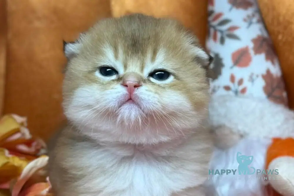 Jery Scottish Fold male black golden shaded live animals