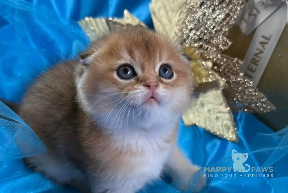 Jery Scottish Fold male black golden shaded live animals