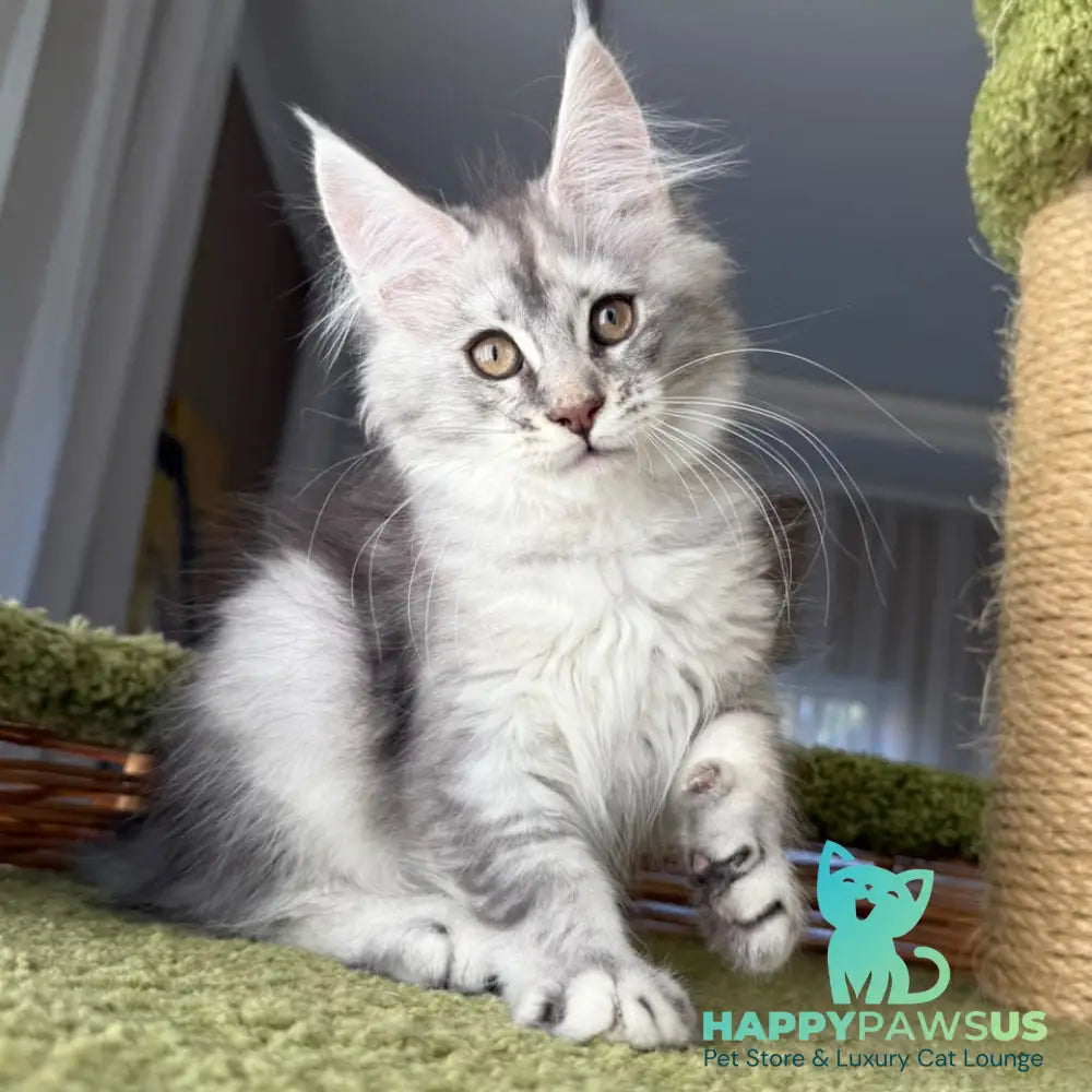Jess Maine Coon female blue tortie silver ticked tabby - live animals