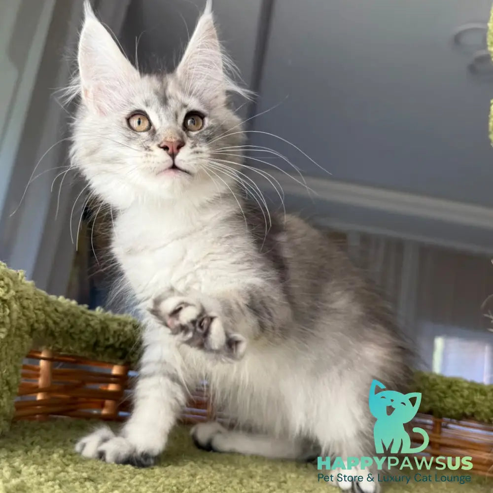Jess Maine Coon female blue tortie silver ticked tabby - live animals