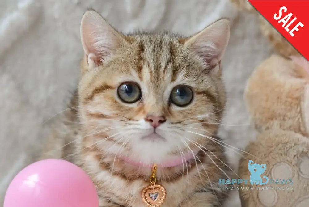 Jesse Munchkin female black golden tabby live animals