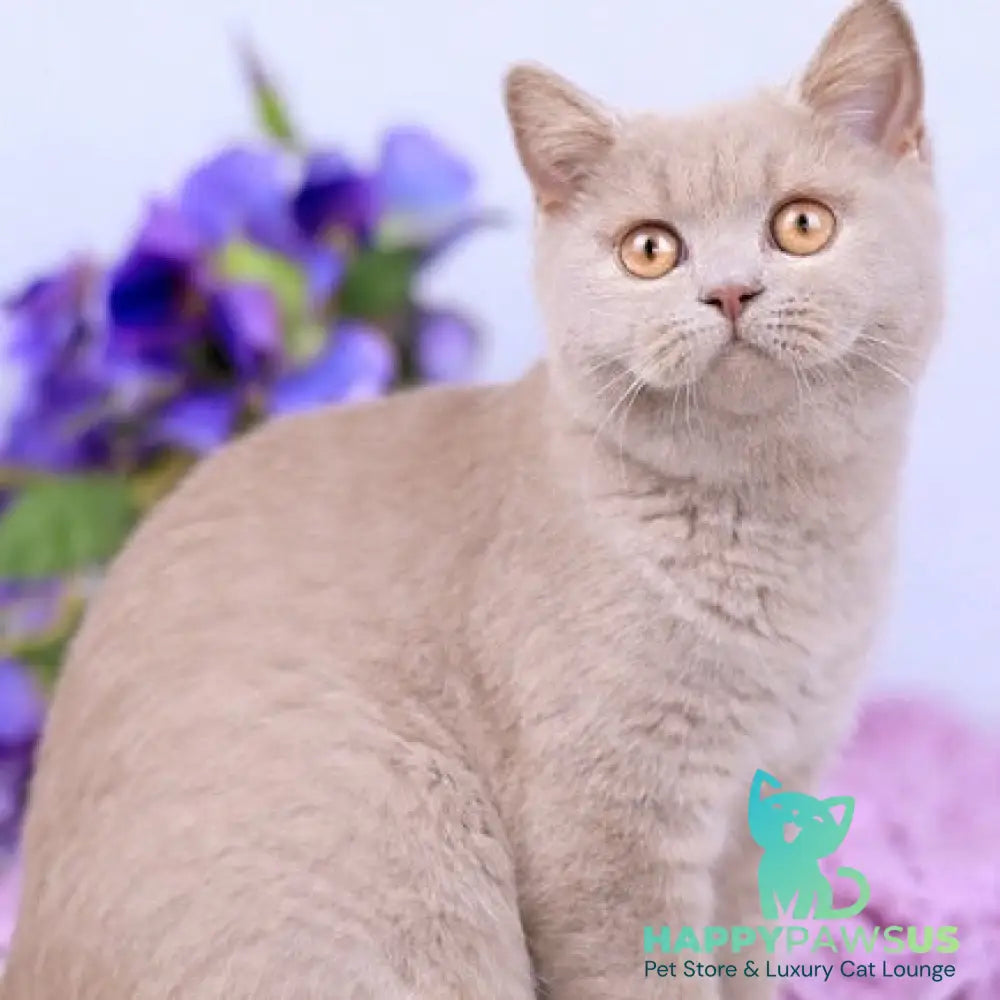 Jessica British Shorthair female fawn - live animals
