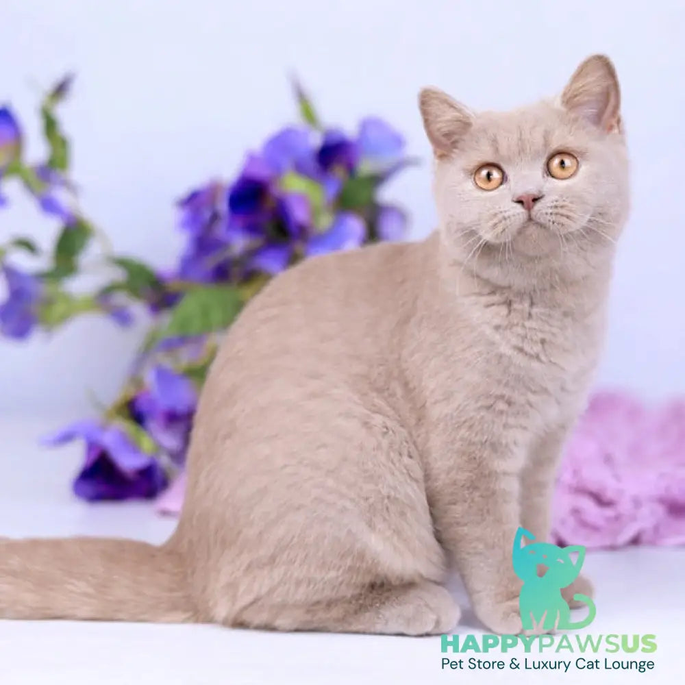 Jessica British Shorthair female fawn - live animals