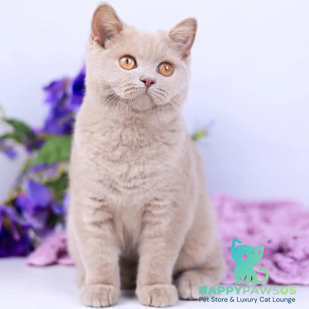 Jessica British Shorthair female fawn - live animals