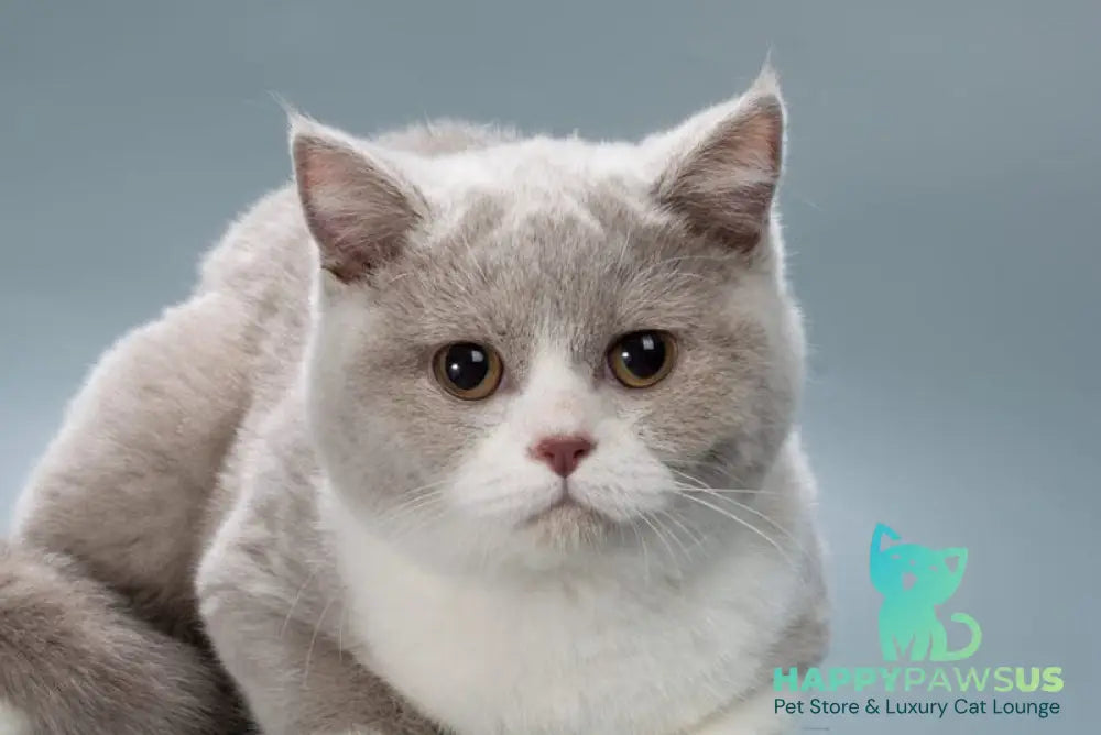 Jessica British Shorthair female lilac bicolour live animals