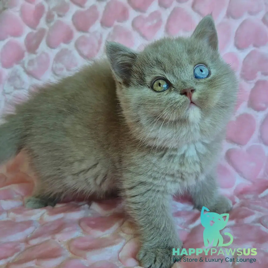 Jessica British Shorthair female lilac with white - live animals